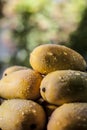 Raw organic mango on wooden surface with blurred background.